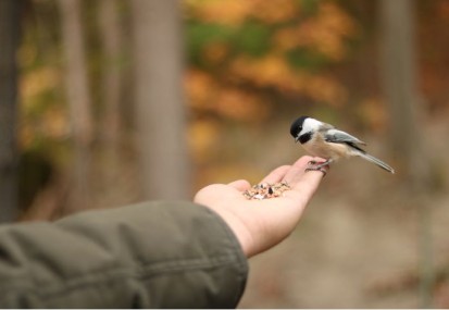 How to do more for wildlife at home